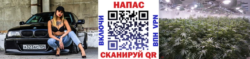 закладка  Стародуб  Бошки Шишки сатива 